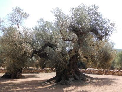 El olivo más viejo de España, en Ulldecona (Tarragona).