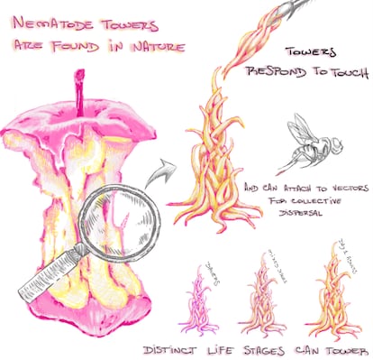The results of the research illustrated by one of the authors of the study.