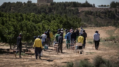 Trabajadores de origen centroafricano en una finca de la empresa Torre Molins, en Huesca, recogiendo nectarinas.