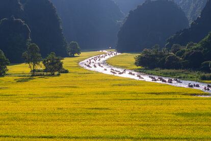 Varios barcos recorren en plena temporada alta el río Ngo Dong a su paso por la zona de Tam Coc, en la provincia de Ninh Binh (Vietnam).