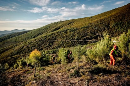 Trabajos de reforestación del proyecto Motor Verde, de la Fundación Repsol.
